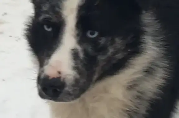 Найден красивый пёс на 28 км Байкальского тракта