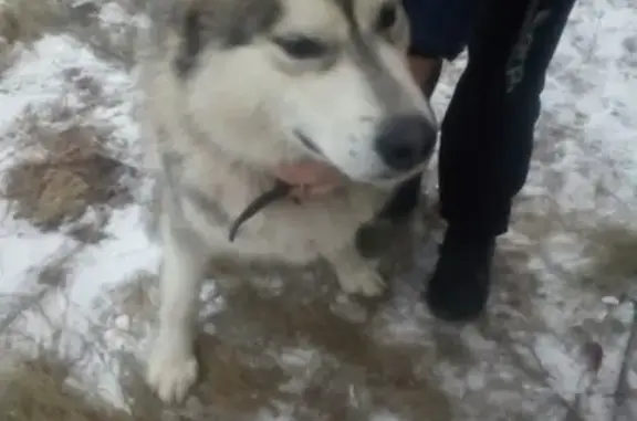 Найдена собака на остановке Барковка, Пенза - нужна помощь!