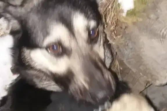 Найдена собака, ищем хозяина в Челябинске