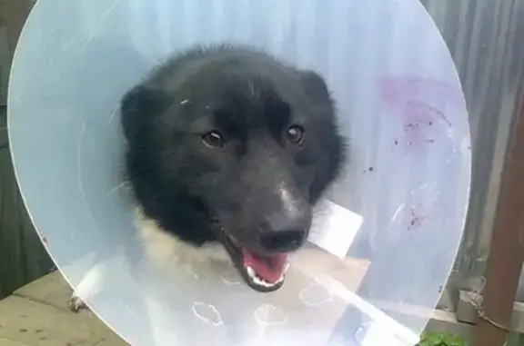 Пропала охотничья собака Марта в Тейково, Ивановская область
