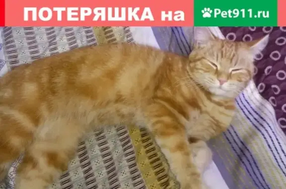 Найдена кошка на ул. Чкалова, Пенза