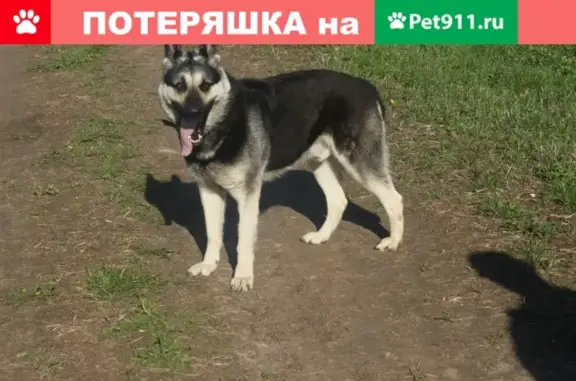 Пропала собака в Павловском Посаде