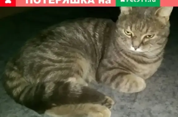 Найден кот на ул. 30 лет Победы 41/1 в Сургуте