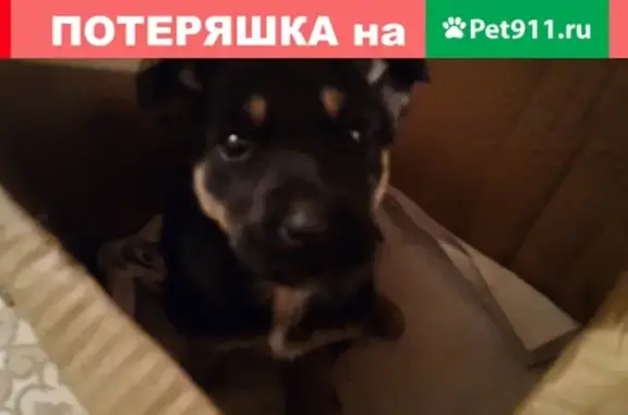 Найден щенок на ул. Арбатской, Воронеж