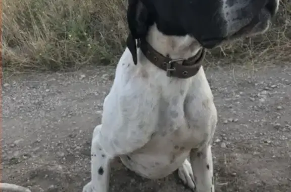Пропала собака в с. Левадки, Симферопольский район