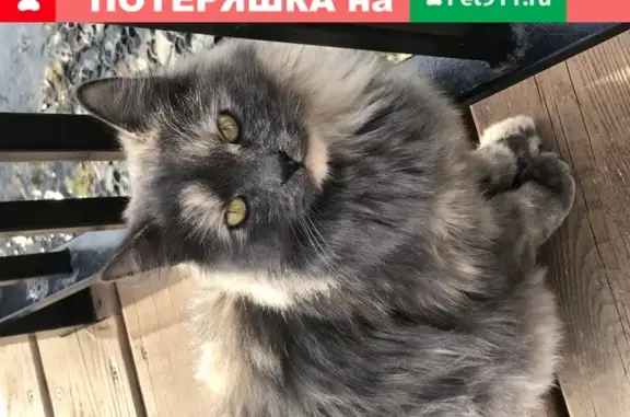 Найдена ласковая кошка с сломанным хвостиком в Южном Бутово