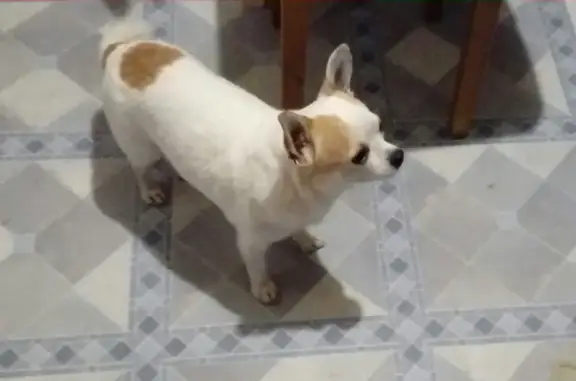 Найдена собака в Наро-Фоминском районе