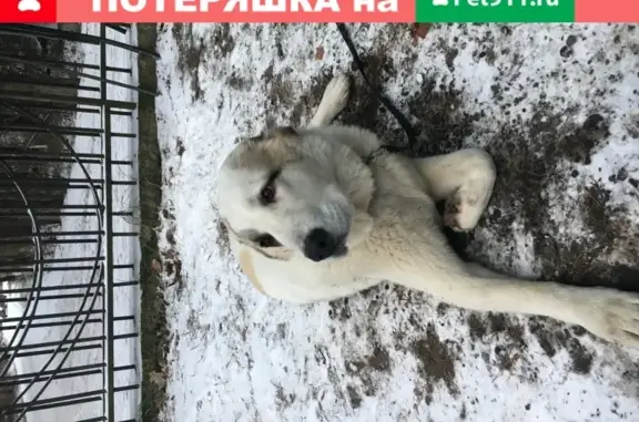 Собака найдена в Красногорском районе с ошейником и поводком.