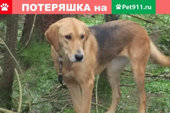 Пропала собака в Москве, поселение Клёновское.