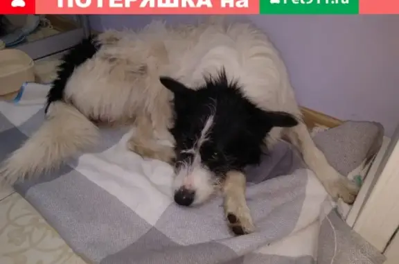 Найдена белая собака без ошейника в Москве