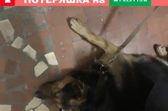 Найдена собака на пр. Тореза в СПб