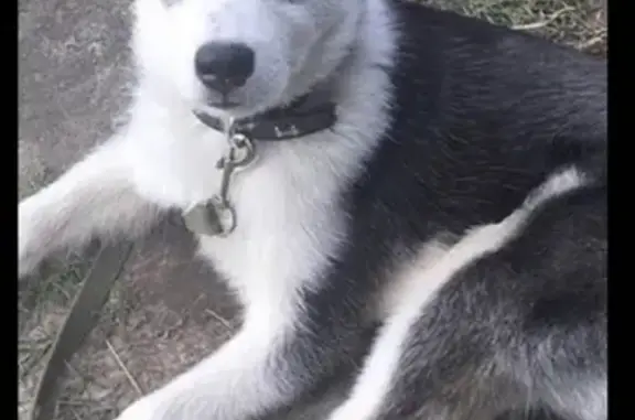 Пропала собака породы Хаски в Кокосах, Колтушское поселение