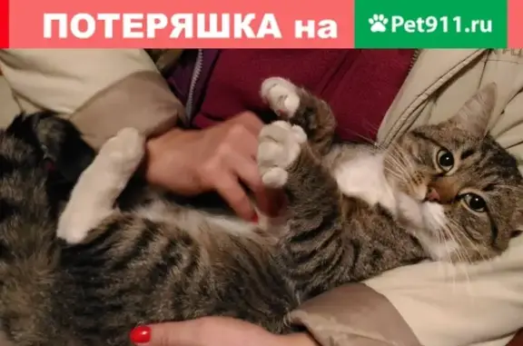 Найдена домашняя кошка в Заокском, Тульская обл.