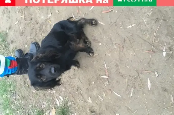 Собака найдена в Рождественском парке, Краснодар