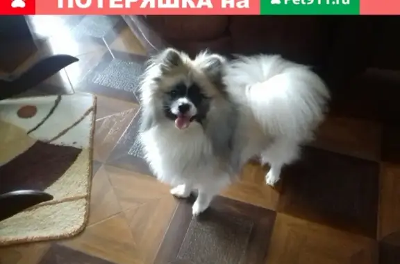Пропала собака Микки в Магнитогорске, ул. Салтыкова-Щедрина, 12