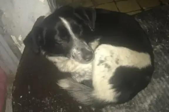 Найдена собака в 53 комплексе, с ошейником
