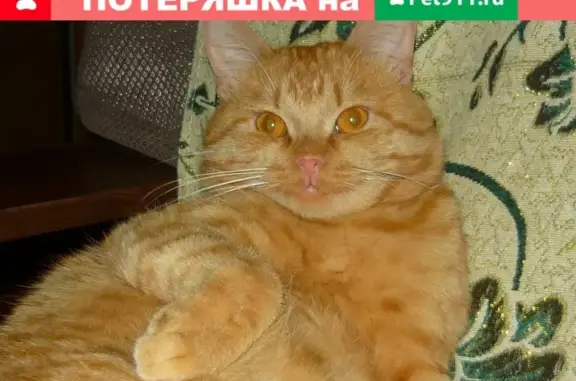 Пропала кошка в Усть-Катаве, помогите найти!