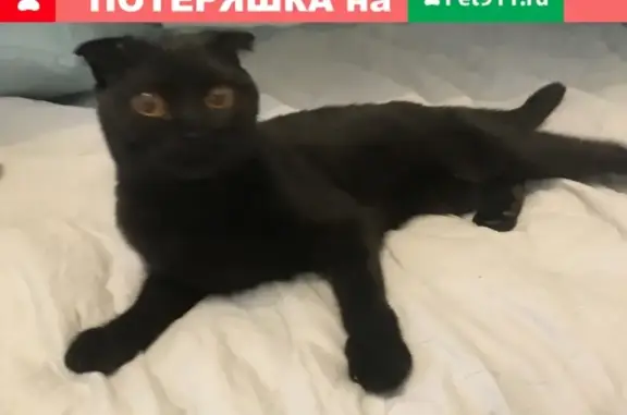 Найдена молодая вислоухая кошка на улице Домодедовская