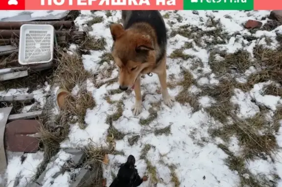 Пропала собака на улице Якова Свердлова, помогите!