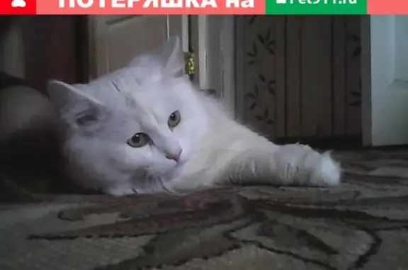 Пропал кот Беляш, адрес: Ленина 43, 4 подъезд, Лысьва.