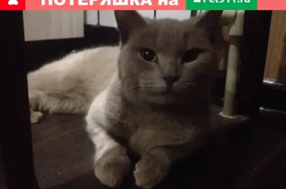Найдена кошка в Сормовском повороте, Нижний Новгород
