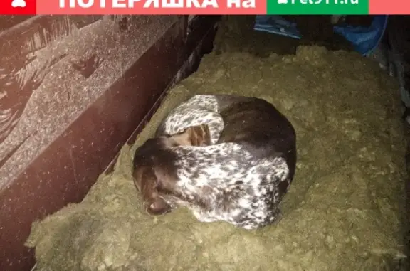 Найдена собака в Новотроицке
