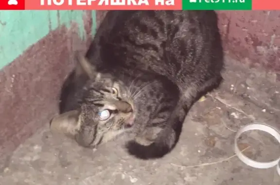 Найдена кошка на ул. Будапештская в Фрунзенском районе