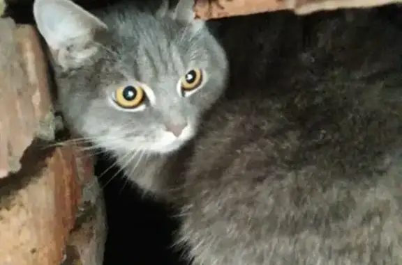 Найдена кошка в Лобне на ул. Ленина 27