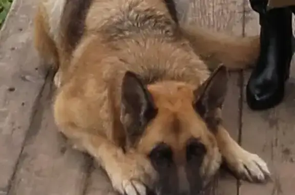 Пропала собака в Соколе, Вологодская область