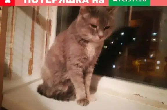 Пропала кошка в Лысково, Нижегородская область