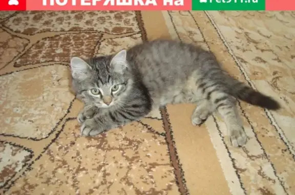 Пропала кошка на ул. Советская, д1, Сафоново