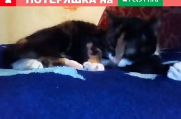 Найдена кошка на Малахова, 21!