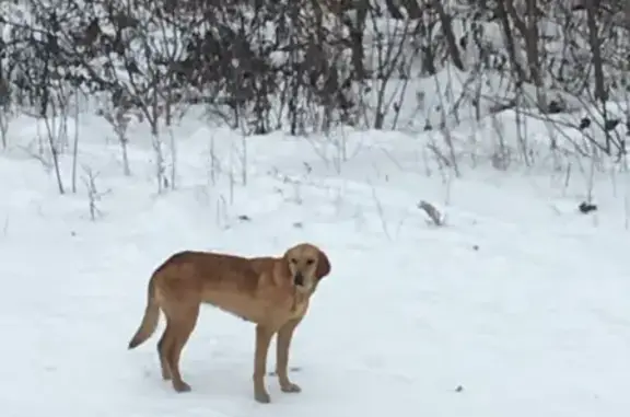 Найдена собака на трассе Благовещенск-Павловка, ищем хозяина.