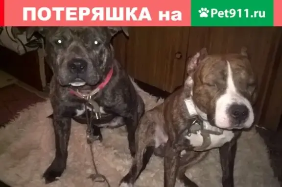 Пропала крупная собака в Новочебоксарске, вознаграждение гарантирую