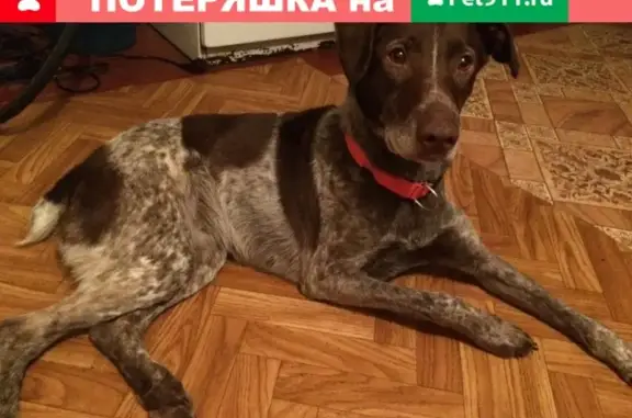 Найдена собака в Осташкове!
