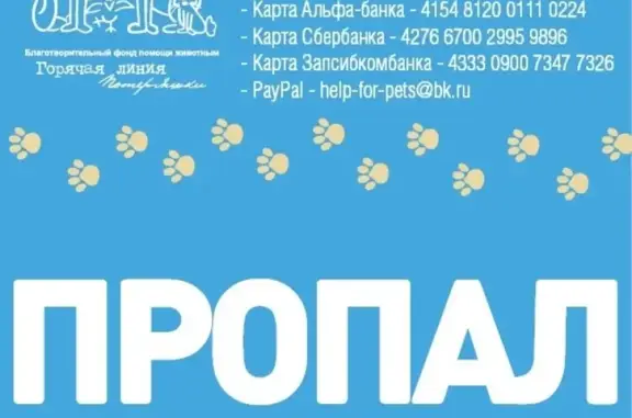 Кошки потеряшки, Тюмень, фото: Потеряшка кошка Маня в районе Восточный, жк Юбилейный