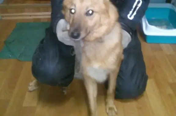Найдена собака в Мурманске, ищем хозяина!