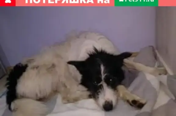 Нашли потеряшку: собаку в районе Сокол, Москва!
