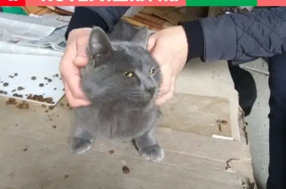 Найден кот на ул. Толстого в Анапе
