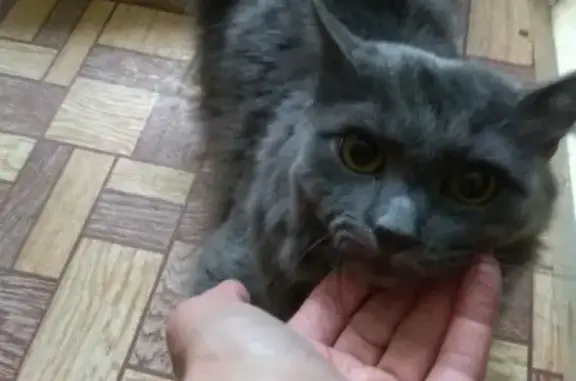 Найдена кошка на Ленинградском 9