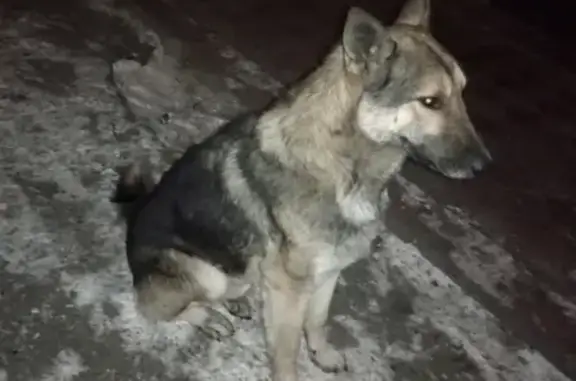 Найдена собака в Терновке, ищем хозяев