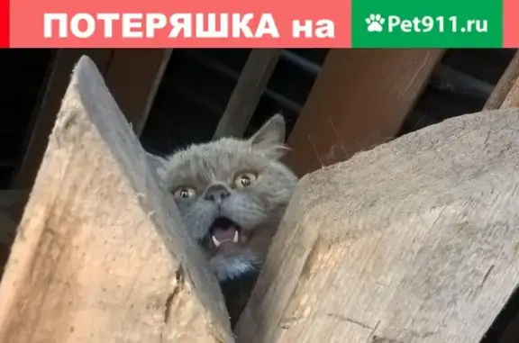 Найден персидский кот в Калининграде