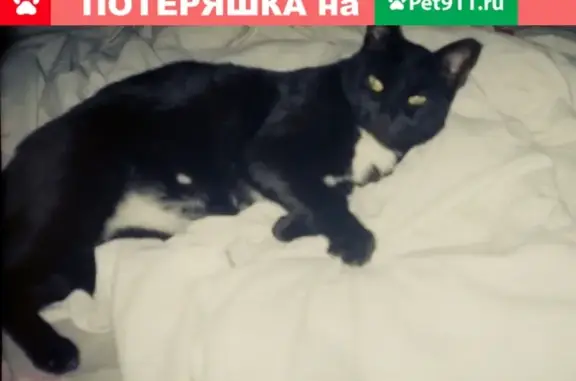 Пропали кошка и кот: Зеленая 12А, Новотроицк, Оренбургская область