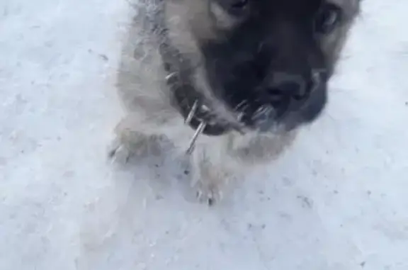 Найден щенок с ошейником в Н. Вартовске