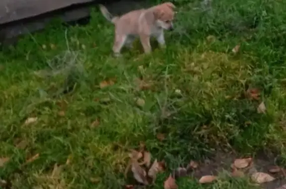 Пропала собака Малыш в Новой-Енисейске, зеленый ошейник