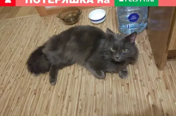Найдена кошка возле Пролетарской 4 в Химках