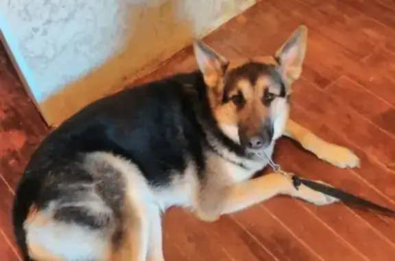 Пропала собака Волчок в Сургуте с зеленым ошейником