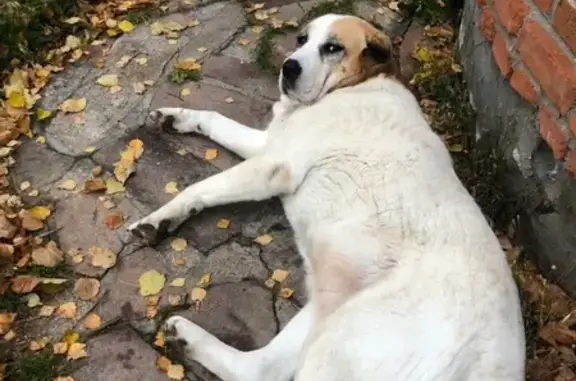 Пропала собака в Владимирской области - помогите найти!
