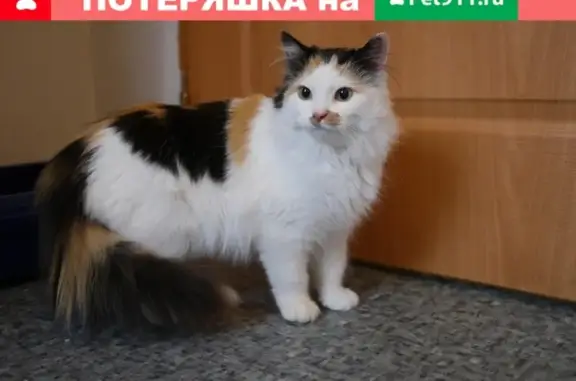Найдена кошка в г. Псков ищет новый дом