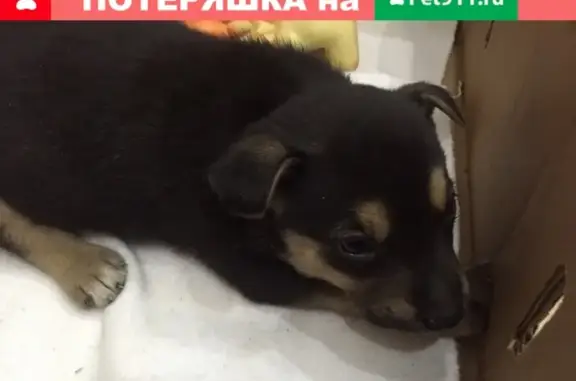 Найдена собака в Ульяновске, нужна помощь!